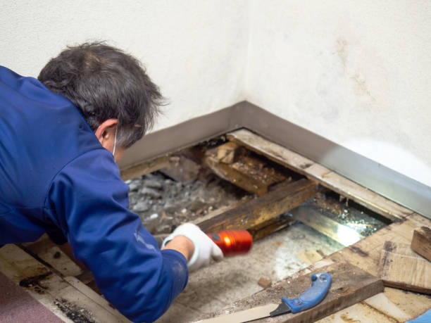 Best Black Mold Removal  in Myrtle Grove, NC