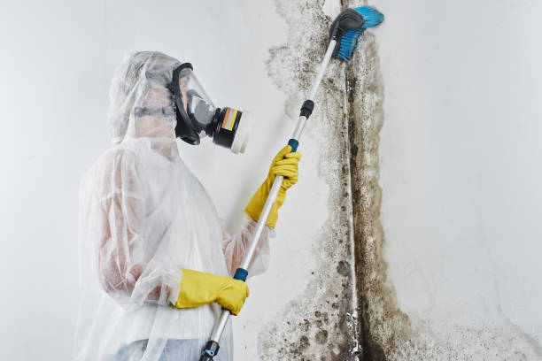 Best Professional Mold Removal  in Myrtle Grove, NC