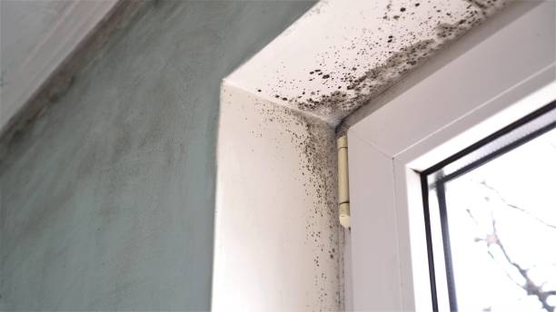 Best Certified Mold Removal  in Myrtle Grove, NC