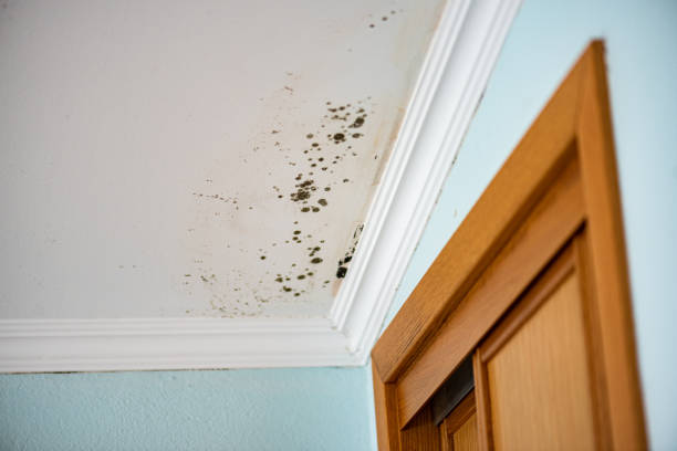Best Emergency Mold Removal  in Myrtle Grove, NC