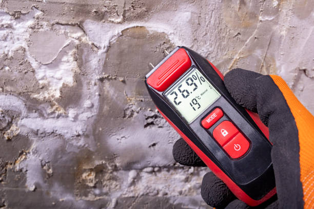 Best Commercial Mold Removal  in Myrtle Grove, NC