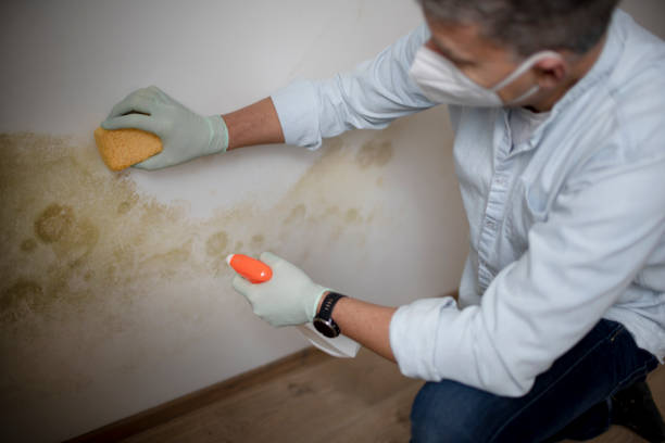 Best Same-Day Mold Removal  in Myrtle Grove, NC