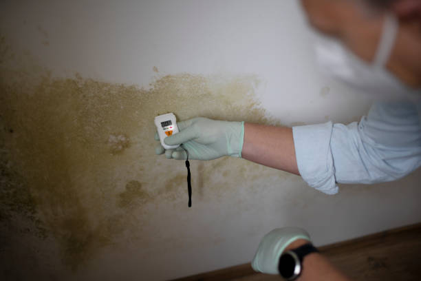 Best Toxic Mold Removal  in Myrtle Grove, NC