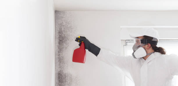 Home Mold Removal in Myrtle Grove, NC