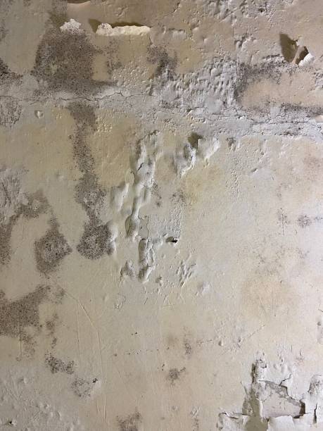 Best Crawl Space Mold Removal  in Myrtle Grove, NC