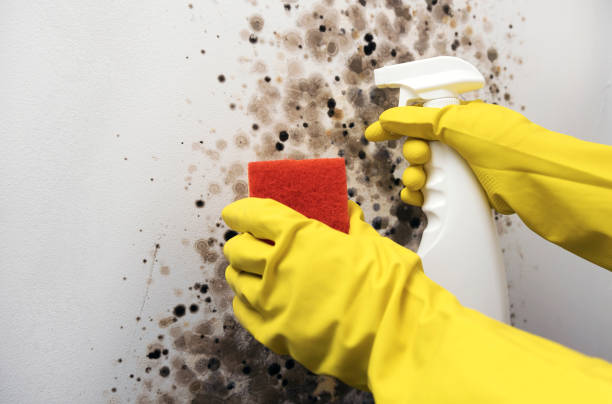 Best Same-Day Mold Removal  in Myrtle Grove, NC