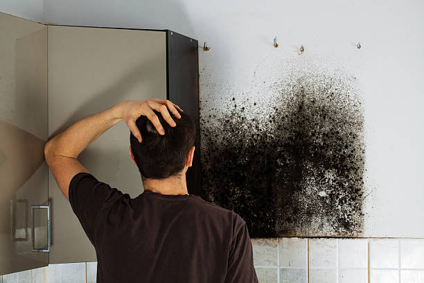 Best Local Mold Removal Service  in Myrtle Grove, NC