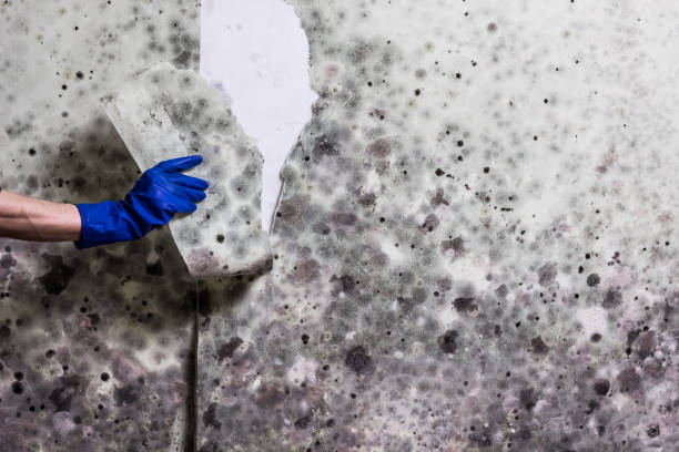 Best Water Damage Restoration  in Myrtle Grove, NC