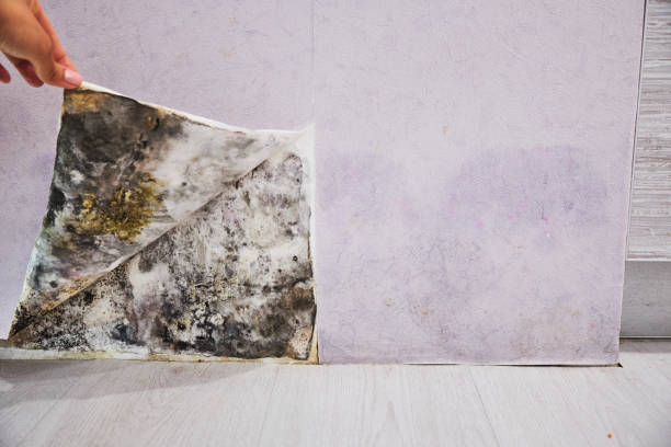 Best Home Mold Removal  in Myrtle Grove, NC